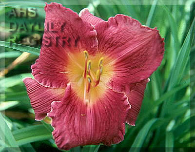 Mulberry Delight AHS image