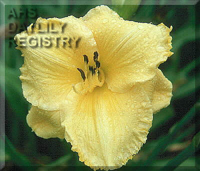 Lemon Encore AHS image