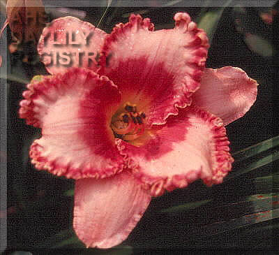 Possum Pretty Lani AHS image