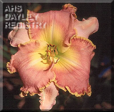 Possum Parade AHS image