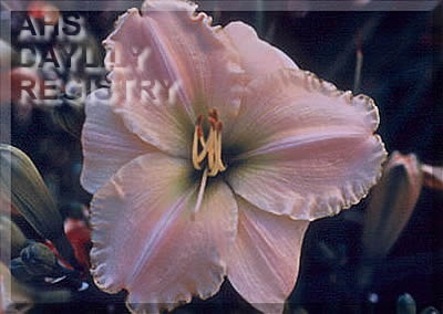Chicagoland Millenium AHS image