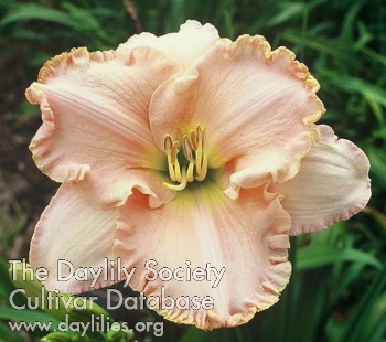 Peach Taffy AHS image
