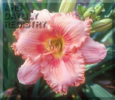 Watermelon Wizardry AHS image