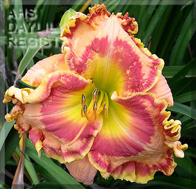 Spanish Fiesta AHS image