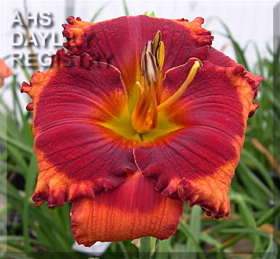 Orange City AHS image