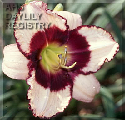 Forsyth Mulberry Treat AHS image