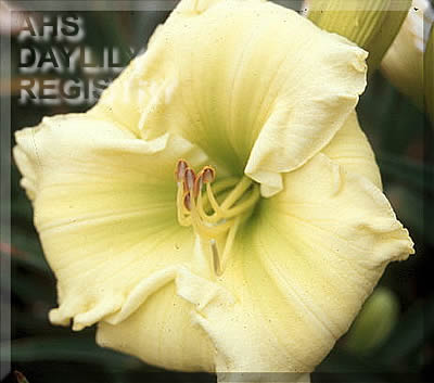 Forsyth Lemon Lime AHS image