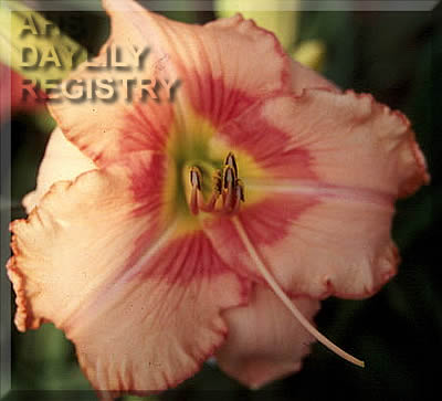 Forsyth Yuma AHS image