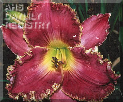 Forsyth Purple Frills AHS image