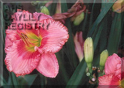 Forsyth Pinkie Winkie AHS image
