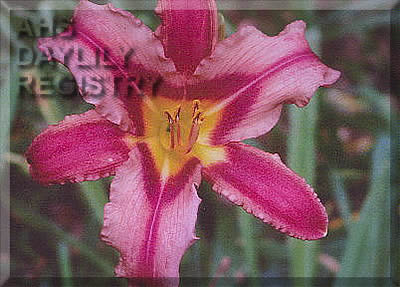 John Zolock AHS image