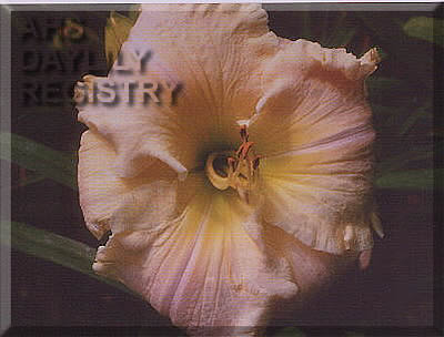 Miss Marolyn AHS image