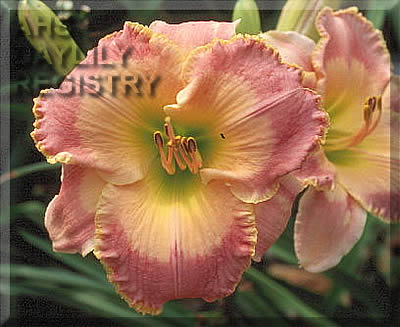 Josette Lise AHS image