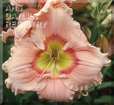 Beauty Supply AHS image