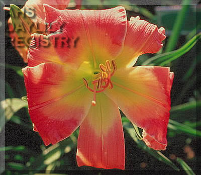 Garden Dancer AHS image