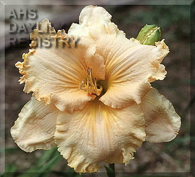 Frill of It All AHS image