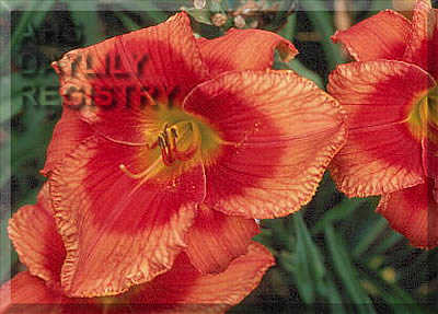 Dynamite Bright AHS image