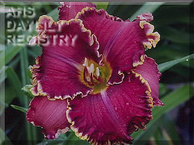 Spacecoast Mulberry Motif AHS image