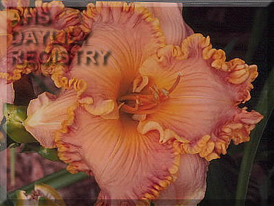 Spacecoast Frills and Finery AHS image