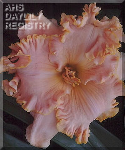 Spacecoast Tropical Passion AHS image