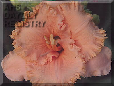 Madison Holly Lace AHS image