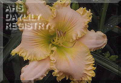 Spacecoast Divine Design AHS image