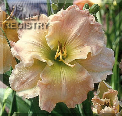 Siloam Frosted Cameo AHS image