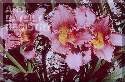 Flint Hills Dancing Rose AHS image