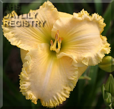 Blonde Beauty AHS image