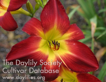 Carolina Ruby AHS image