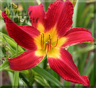 Casabella Red AHS image
