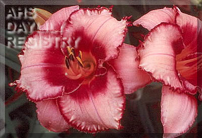 Raspberry Border AHS image