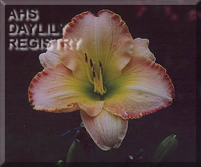 Amity Gail AHS image