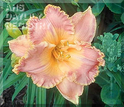 Holly G. Sartwell AHS image