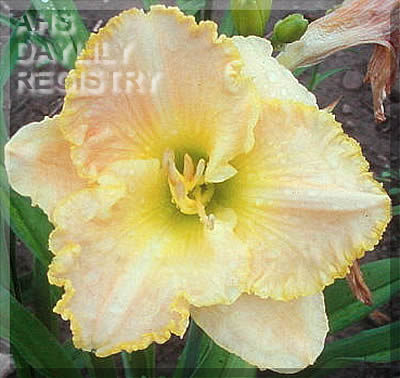 Cottage Linen AHS image