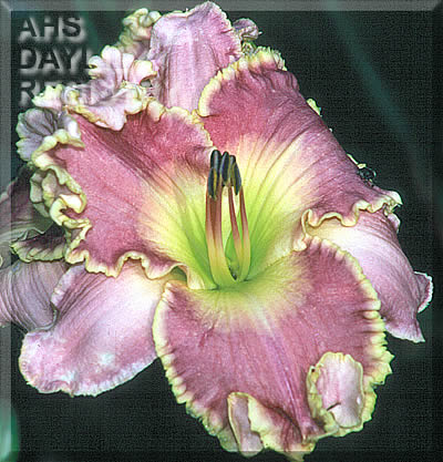 Owl Ears AHS image