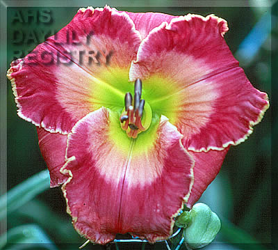 Crown of Enchantment AHS image