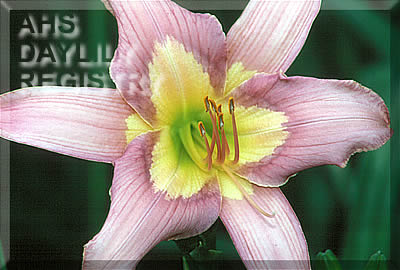 Autumn Ambrosia AHS image