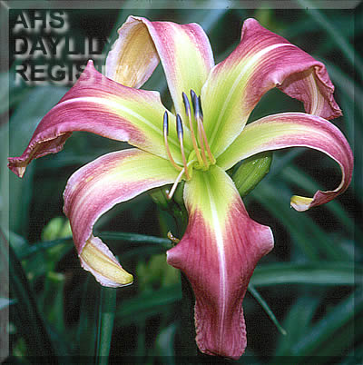 Hands Free AHS image