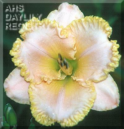Round Riches AHS image