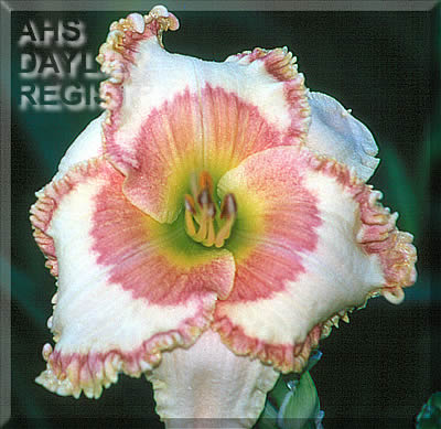 Cherry Blossom Festival AHS image