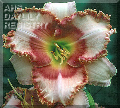 Dixie Dyed AHS image