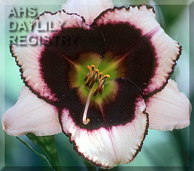 Texas Tea AHS image