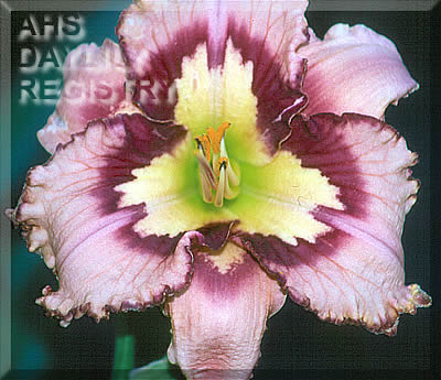 Patterned Behavior AHS image