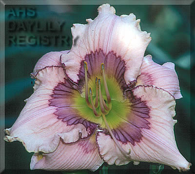Lavender Concentrate AHS image