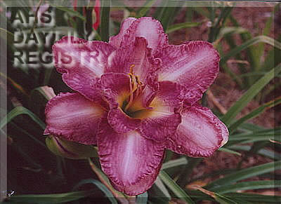 Mountain Mama AHS image