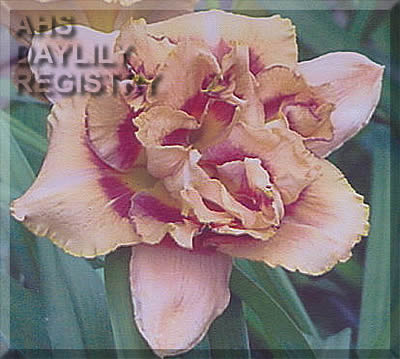 Tristan's Treat AHS image