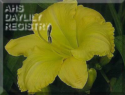 Silent Canary AHS image