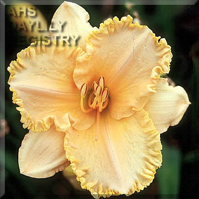 Peach Blast AHS image