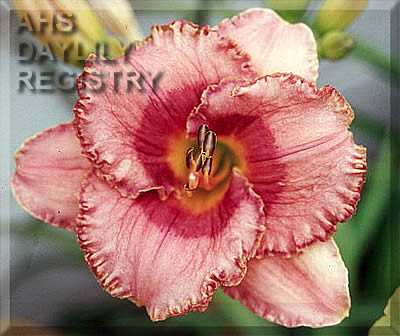 Exciting the Senses AHS image